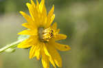 Prairie rosinweed